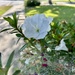 Azalea & Spiderweb