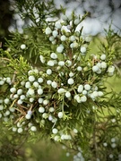 16th Jul 2025 - Cedar Berries