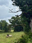 17th Jul 2025 - I’m a Country Girl! 