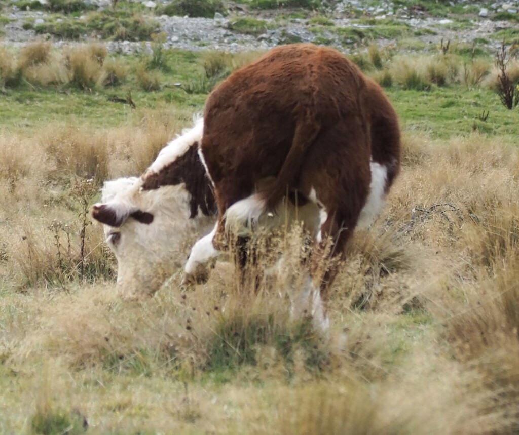 This cow just finishing scratching  by whippy
