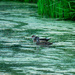 Wood Duck pair