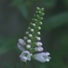 Obedient plant