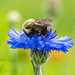 busy bee
