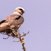 Mississippi Kite!