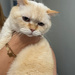 Kedi