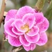 A perfect pink rose waiting to have its photo taken… by beverley365
