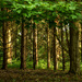 Magical Forest