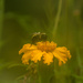 Busy Bee