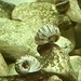Caracoles.