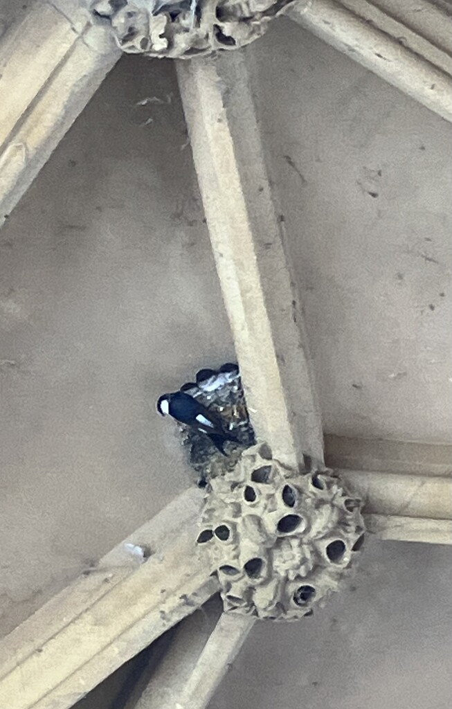 House Martins  by g3xbm