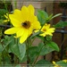 Beauty and the bee