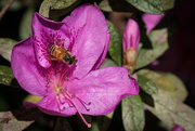 30th Jul 2025 - Busy bee