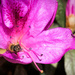 Macro - A closer look. 