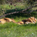Napping together