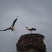 First flights by haskar