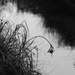 Stream