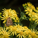 Moth