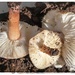 Mushrooms 2