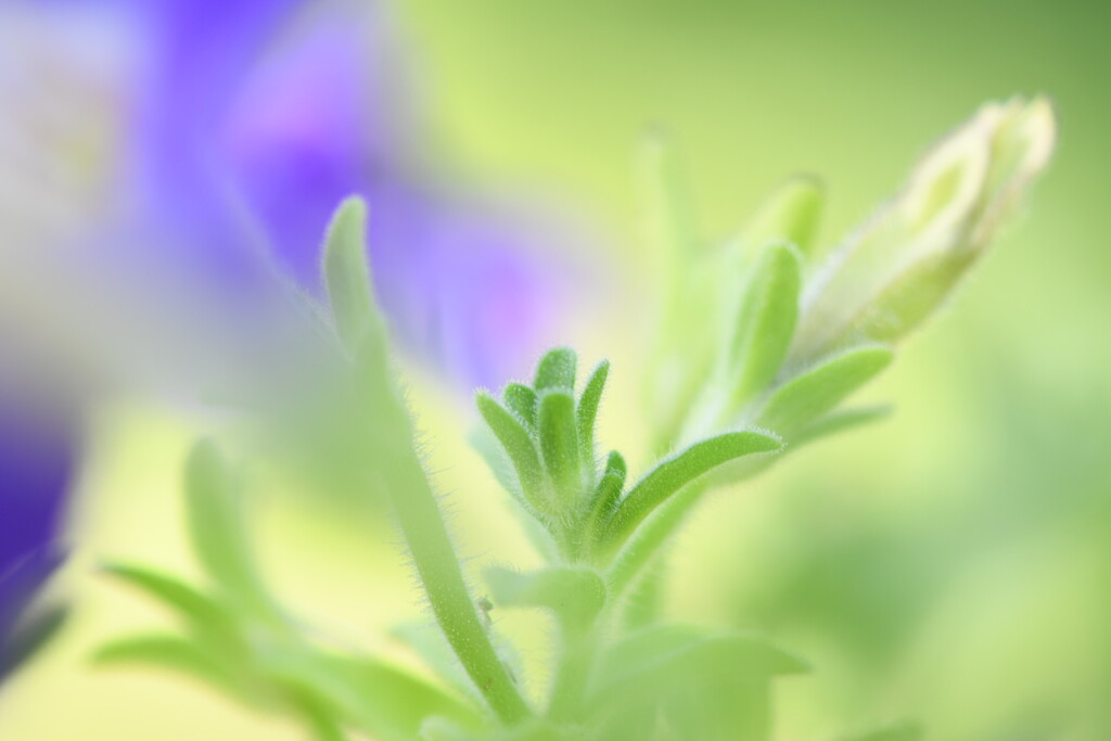 Petunia Bud by cherrose