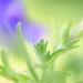 Petunia Bud