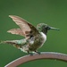 LHG_7734  Tiny but Mighty male by rontu
