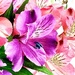 Alstroemeria 