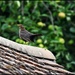 Betsey Blackbird
