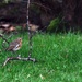 Sitting on a twig