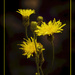 Dramatic Weeds