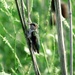 Hummingbird Taking A Break