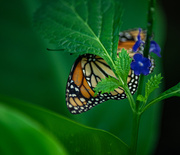 30th Jul 2025 - Bashful Monarch-4