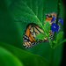 Bashful Monarch-4