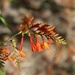 Crocosmia