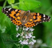 30th Jul 2025 - Painted lady-3