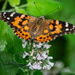 Painted lady-3