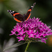 Red admiral-7