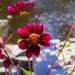 Dahlia