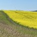 Canola Field