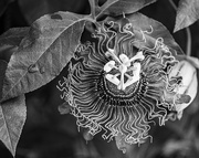 29th Jul 2025 - Passion flower