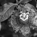 Passion flower