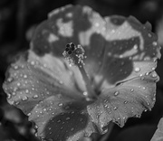 29th Jul 2025 - Hibiscus