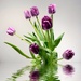 Tweaked with Reflect App by shutterbug49