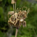 Seedpod by pcoulson