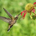 Ruby Throated Hummingbird by kvphoto