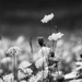 Soft Summer