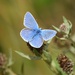 Common Blue by dragey74