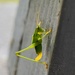 One-legged Grasshopper