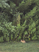 30th Jul 2025 - Bunny!