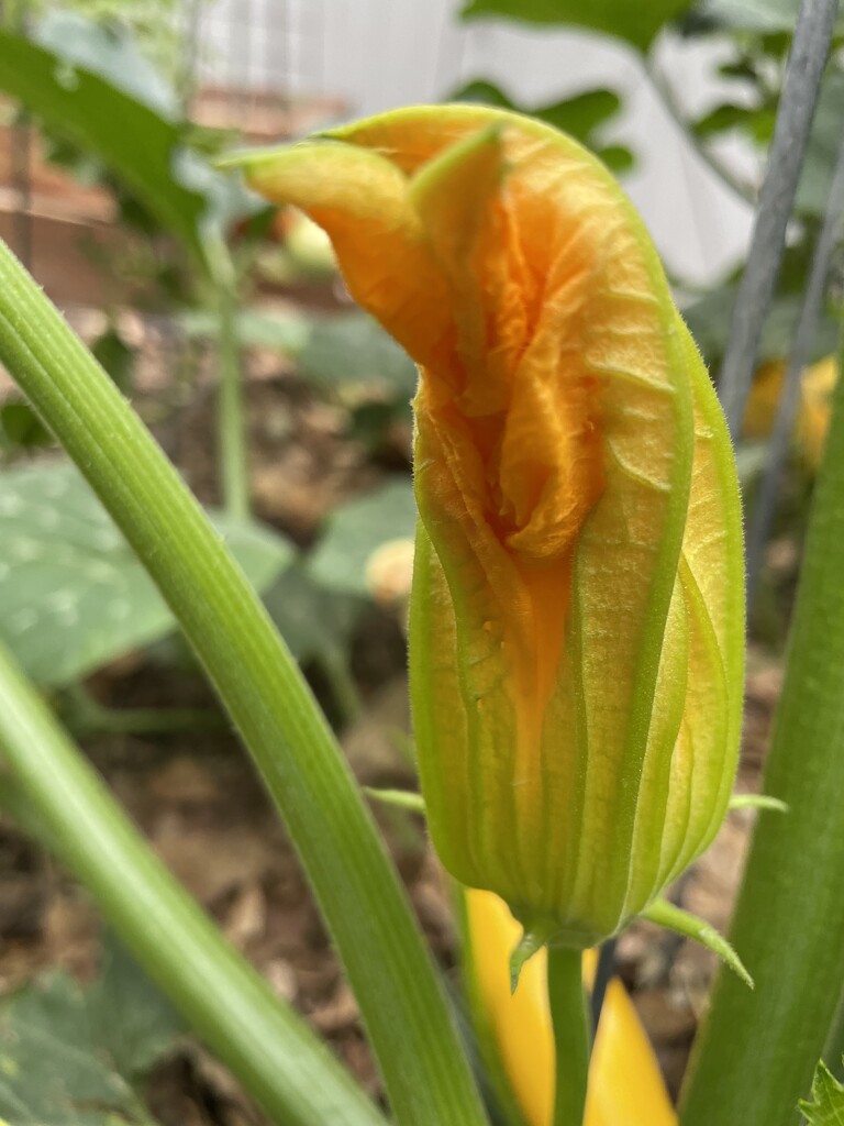 Squash Blossom by crpix