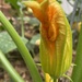Squash Blossom